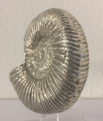 Ammonit-2.JPG