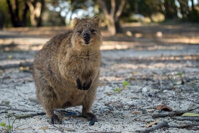 quokka_steckbrief_l.jpg