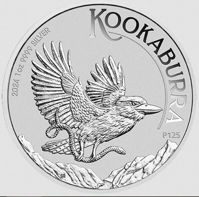 Kookaburra 2024_1.JPG